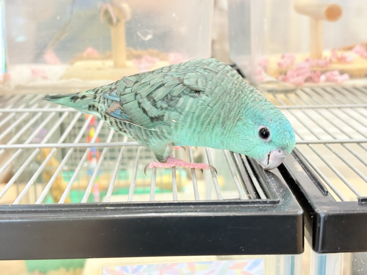 サザナミインコ