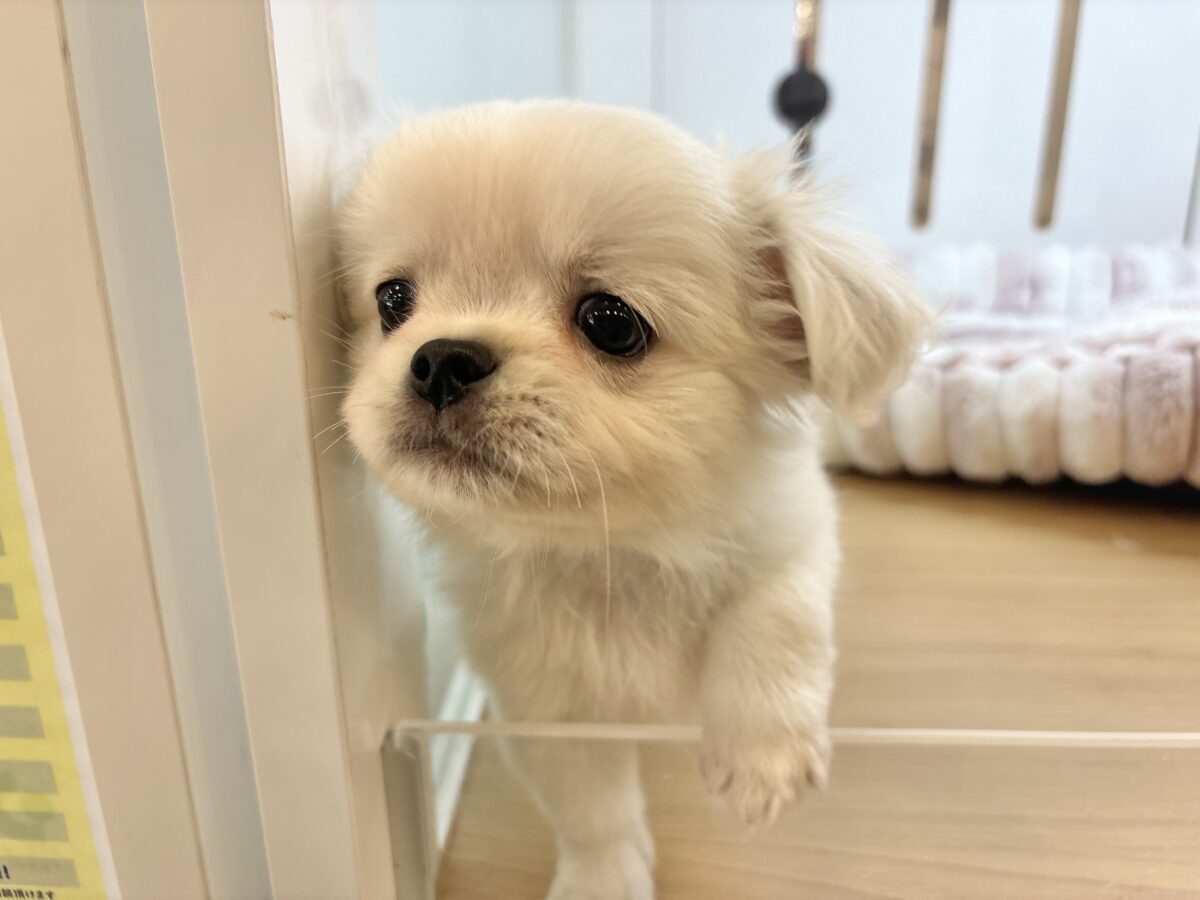 チワペキ（ペキチー、ペキチワ）