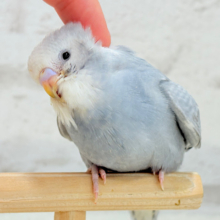 【最新画像更新🪄】ほわっ♡ふわっ♡わた毛に包まれた天使ちゃん🪅セキセイインコ(スパングル) ヒナ