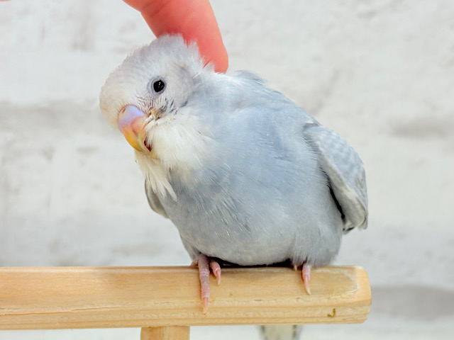 【最新画像更新🪄】ほわっ♡ふわっ♡わた毛に包まれた天使ちゃん🪅セキセイインコ(スパングル) ヒナ