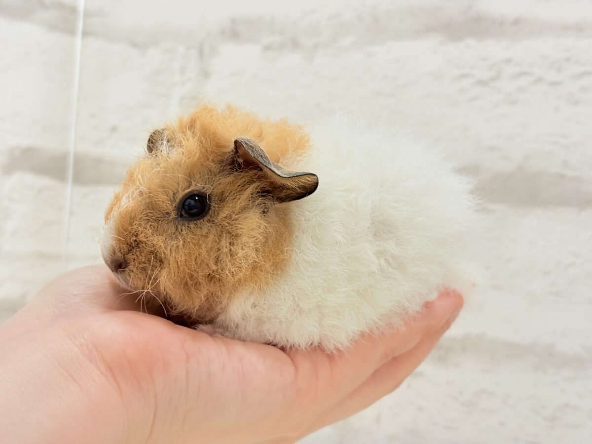 テディモルモット
