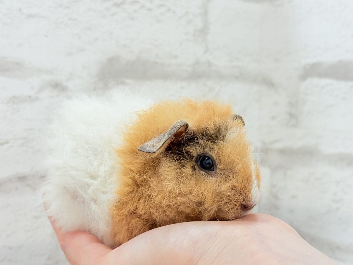 テディモルモット