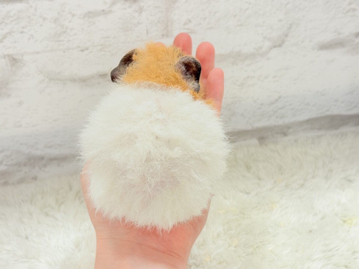 テディモルモット