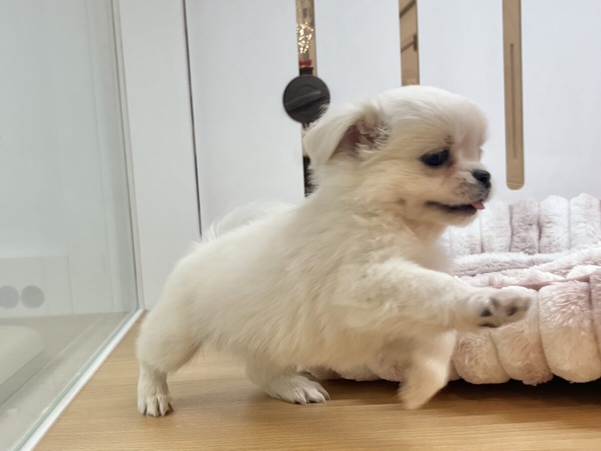 チワペキ（ペキチー、ペキチワ）