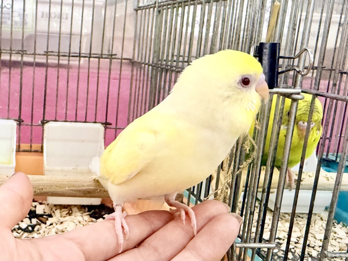 セキセイインコ