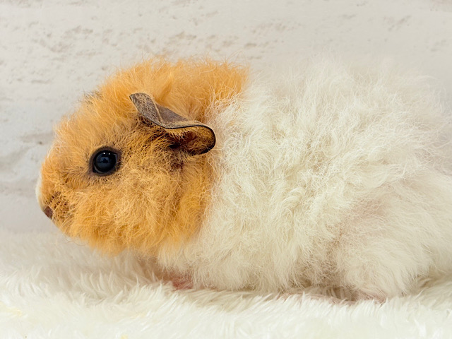 くるくるヘアー🐹🌀もっこもこ羊さん♡テディモルモット(男の子)
