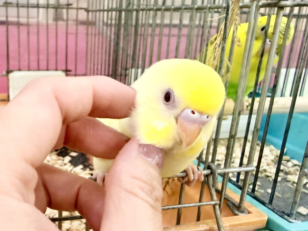 セキセイインコ