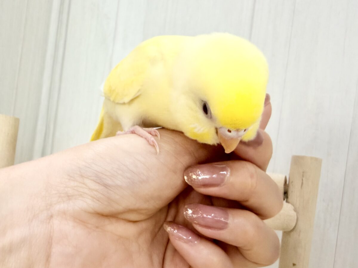 セキセイインコ