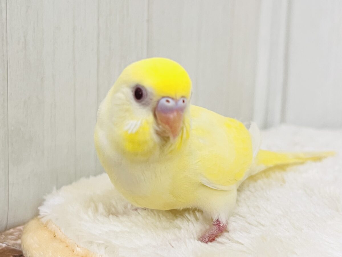 最新画像更新❤️レア♡淡くて綺麗なクリームルチノーカラーのセキセイインコ(ヒナ)入荷しました❤️