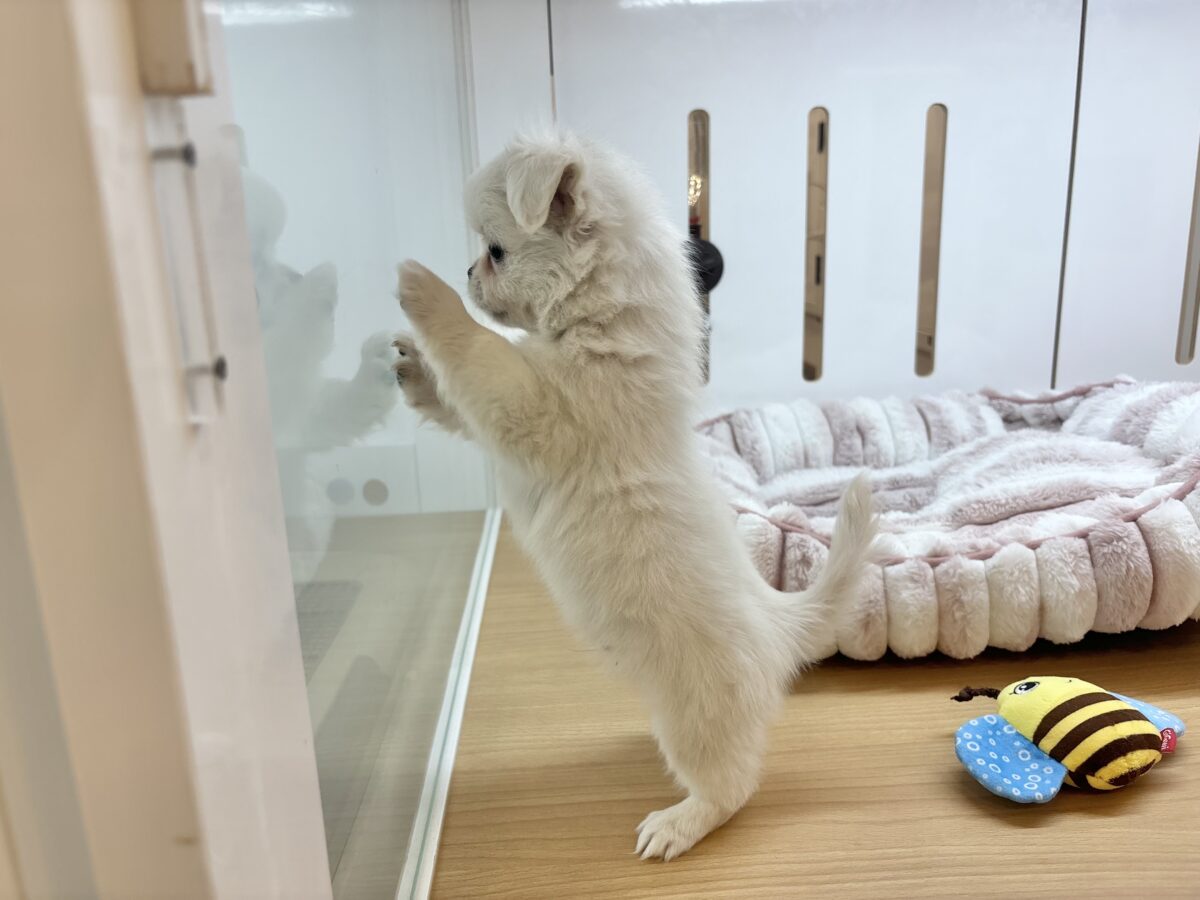 チワペキ（ペキチー、ペキチワ）