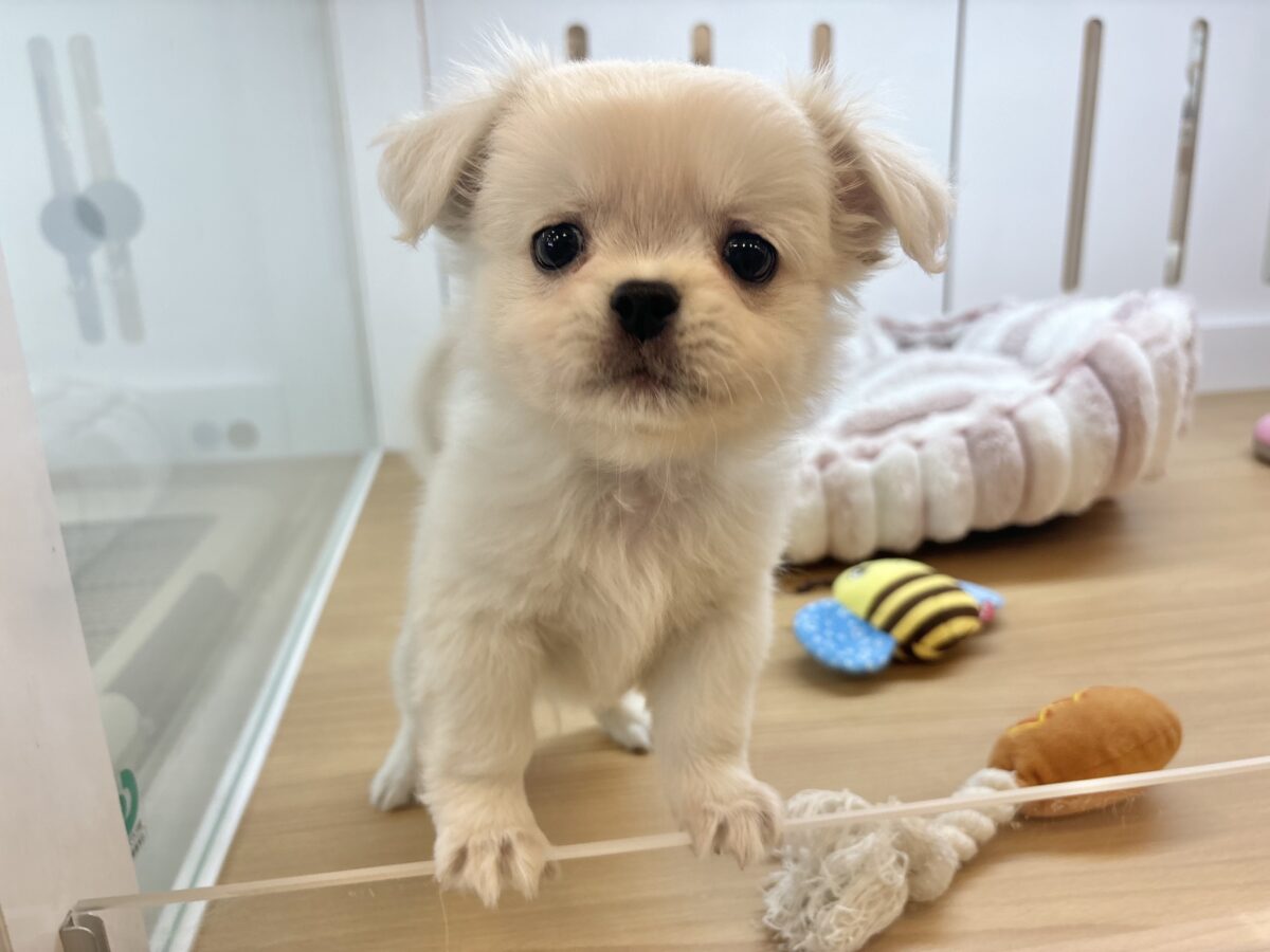 チワペキ（ペキチー、ペキチワ）