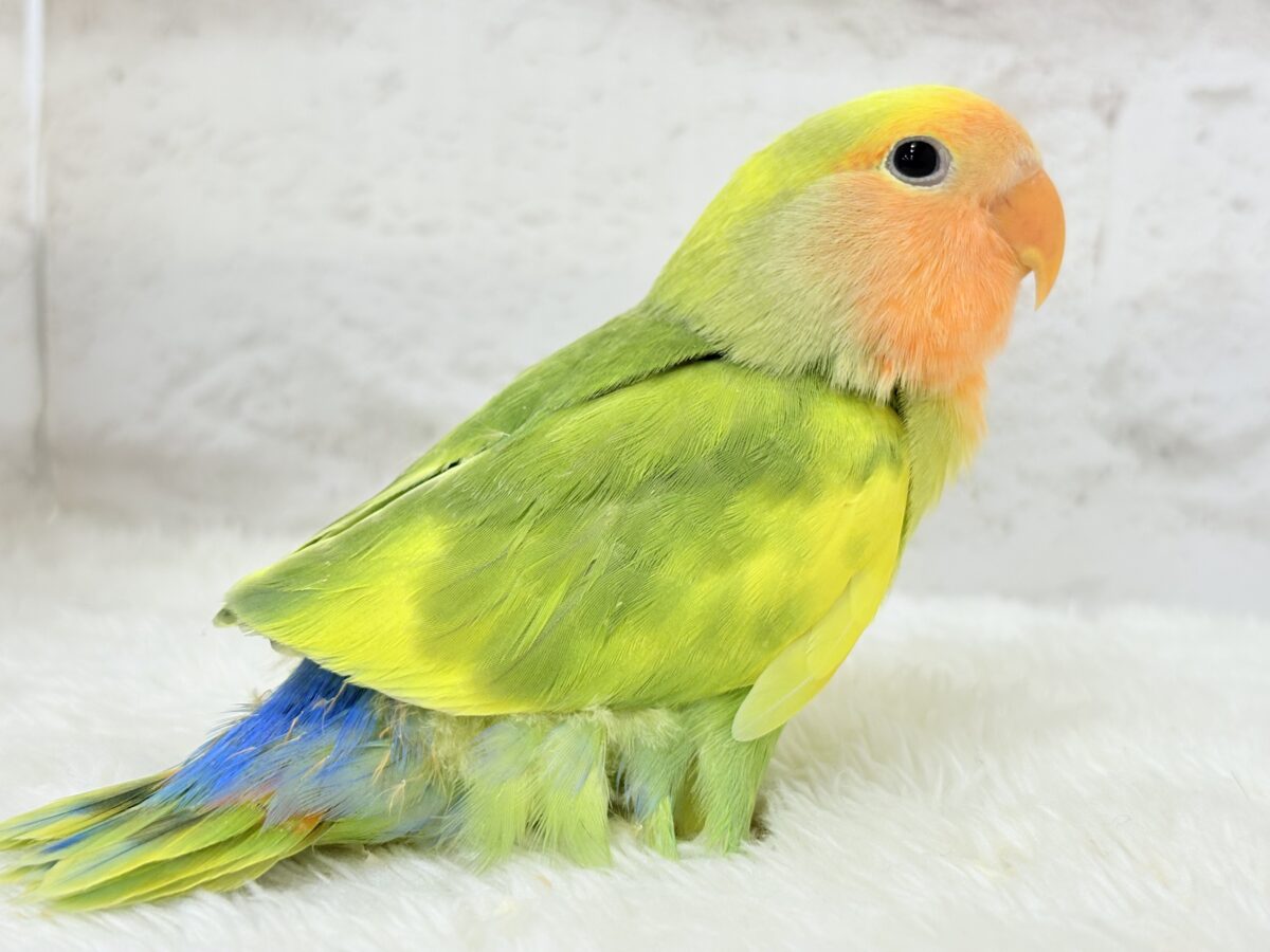 コザクラインコ（小桜インコ）