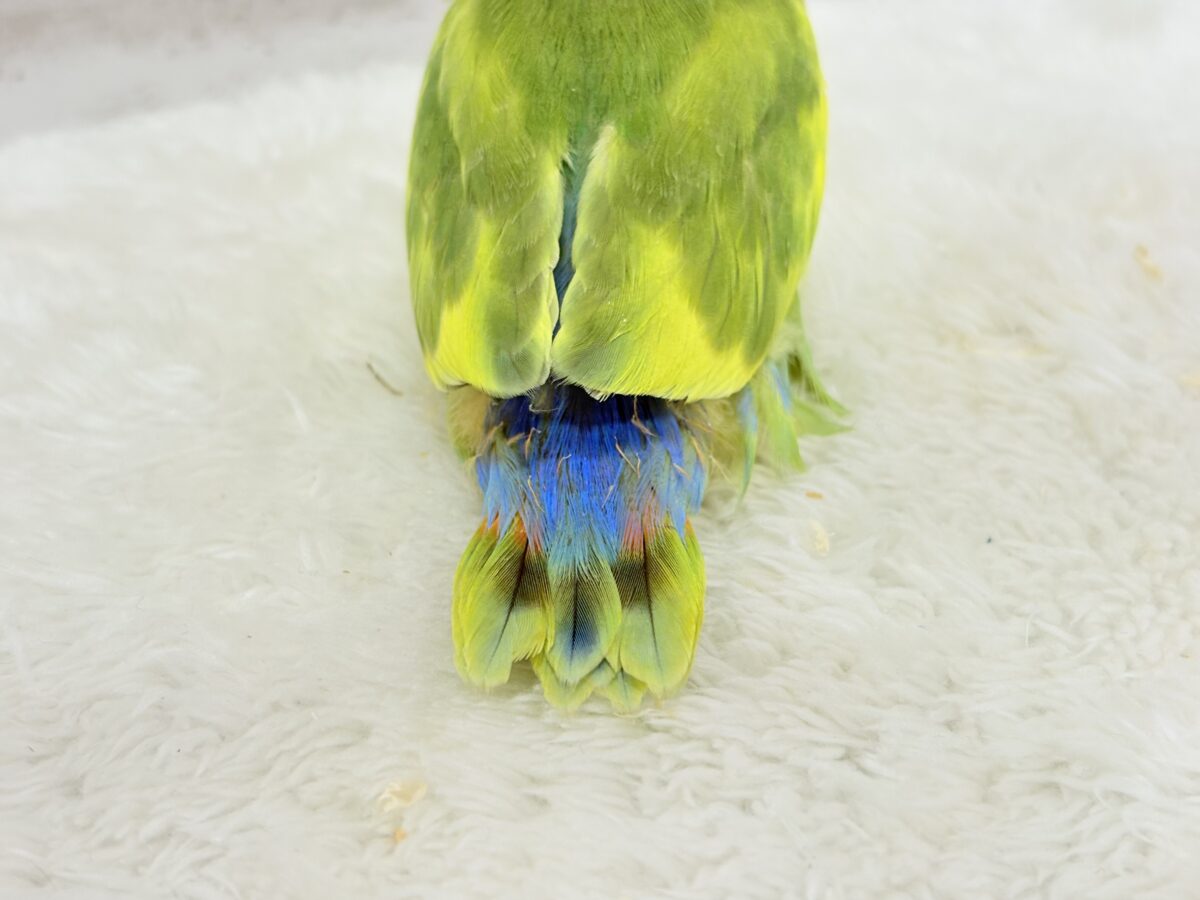 コザクラインコ（小桜インコ）