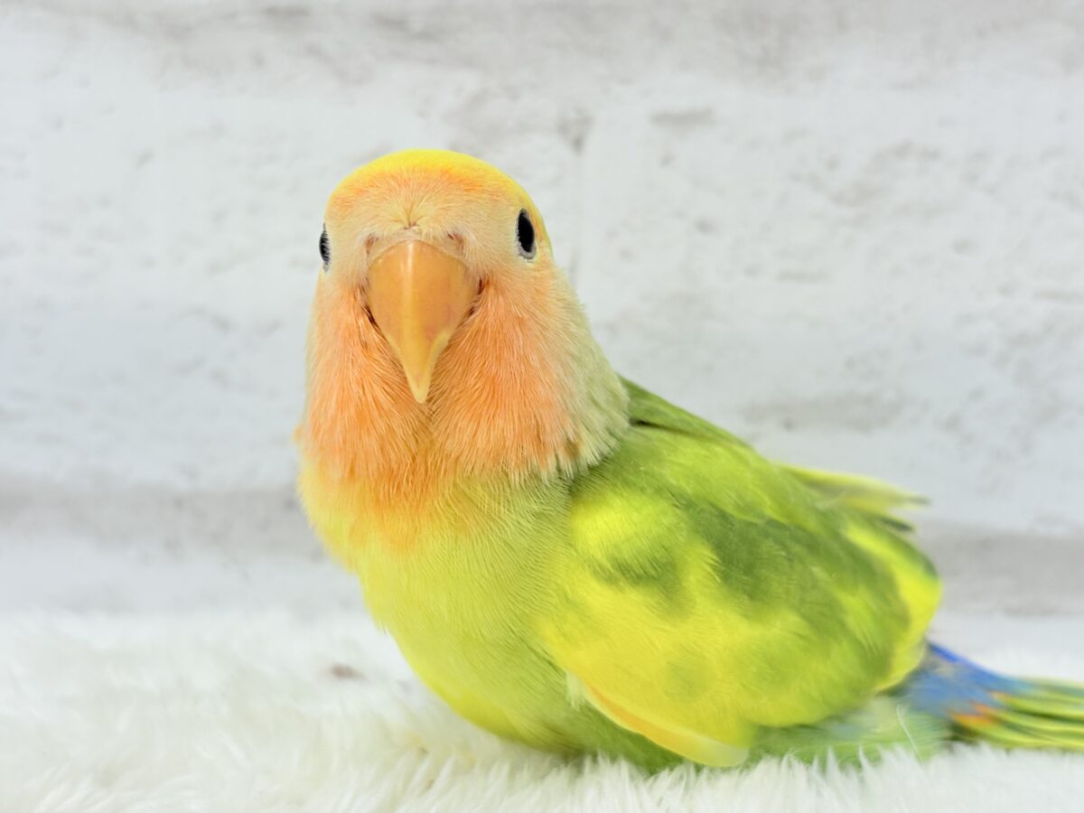 【最新画像・動画更新🪄】きゅるるんおめめのハッピーコザたん🐣💐コザクラインコ(タイガーチェリー) ヒナ コザクラインコ(小桜インコ)