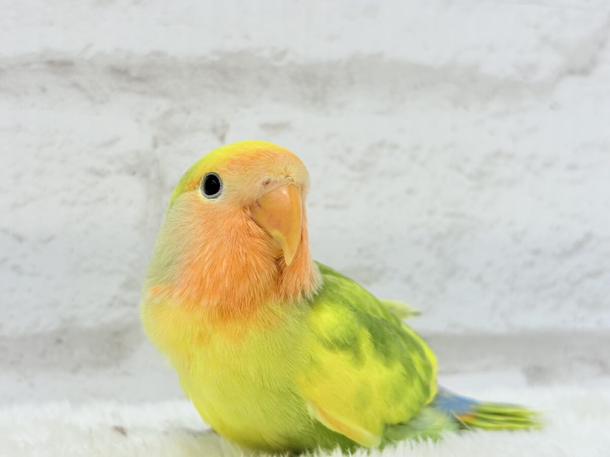 【最新画像・動画更新🪄】きゅるるんおめめのハッピーコザたん🐣💐コザクラインコ(タイガーチェリー) ヒナ コザクラインコ(小桜インコ)