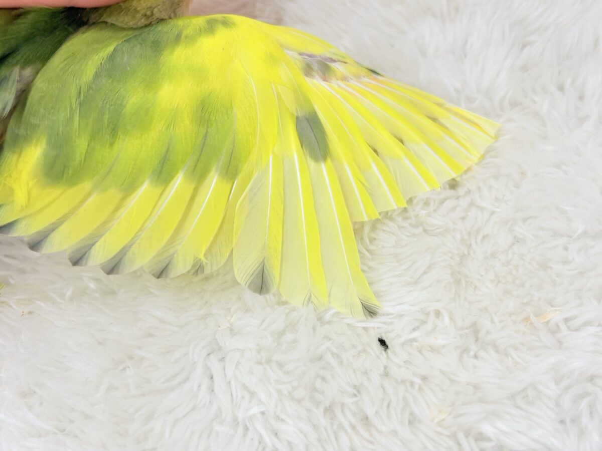 【最新画像・動画更新🪄】きゅるるんおめめのハッピーコザたん🐣💐コザクラインコ(タイガーチェリー) ヒナ コザクラインコ(小桜インコ)