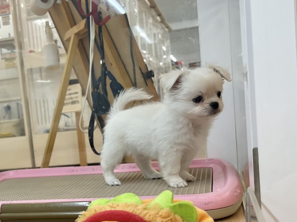 チワペキ（ペキチー、ペキチワ）