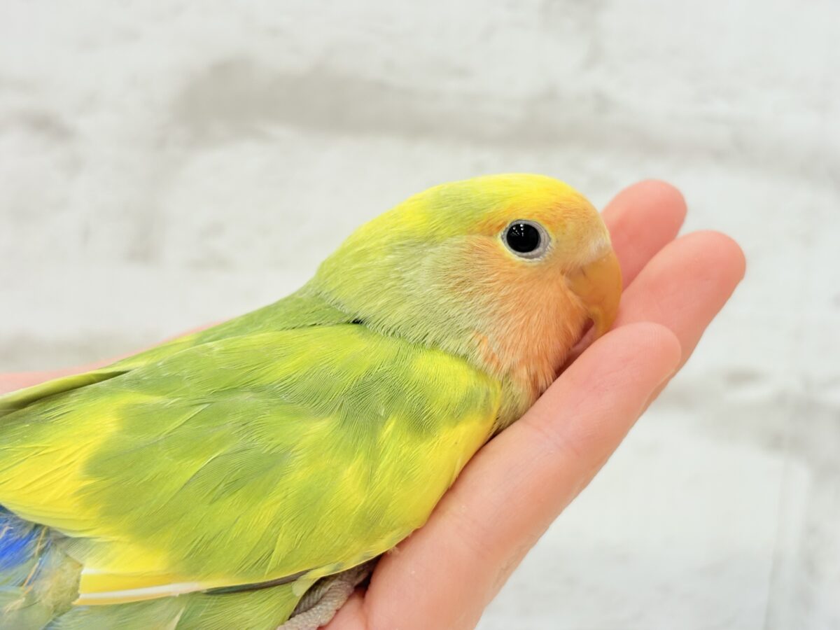 コザクラインコ（小桜インコ）