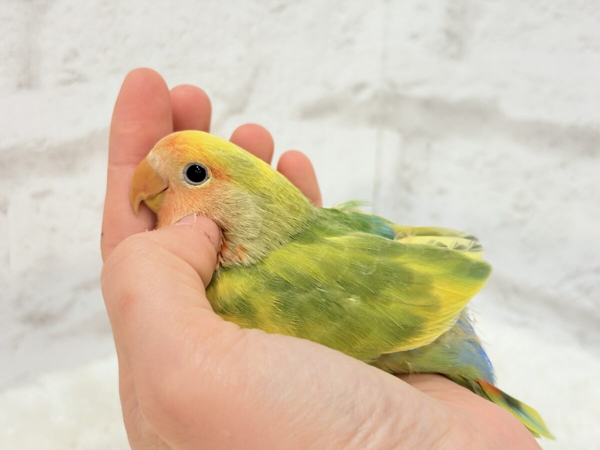 【最新画像・動画更新🪄】きゅるるんおめめのハッピーコザたん🐣💐コザクラインコ(タイガーチェリー) ヒナ コザクラインコ(小桜インコ)
