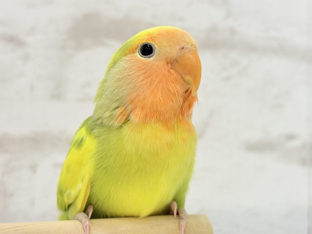 コザクラインコ（小桜インコ）