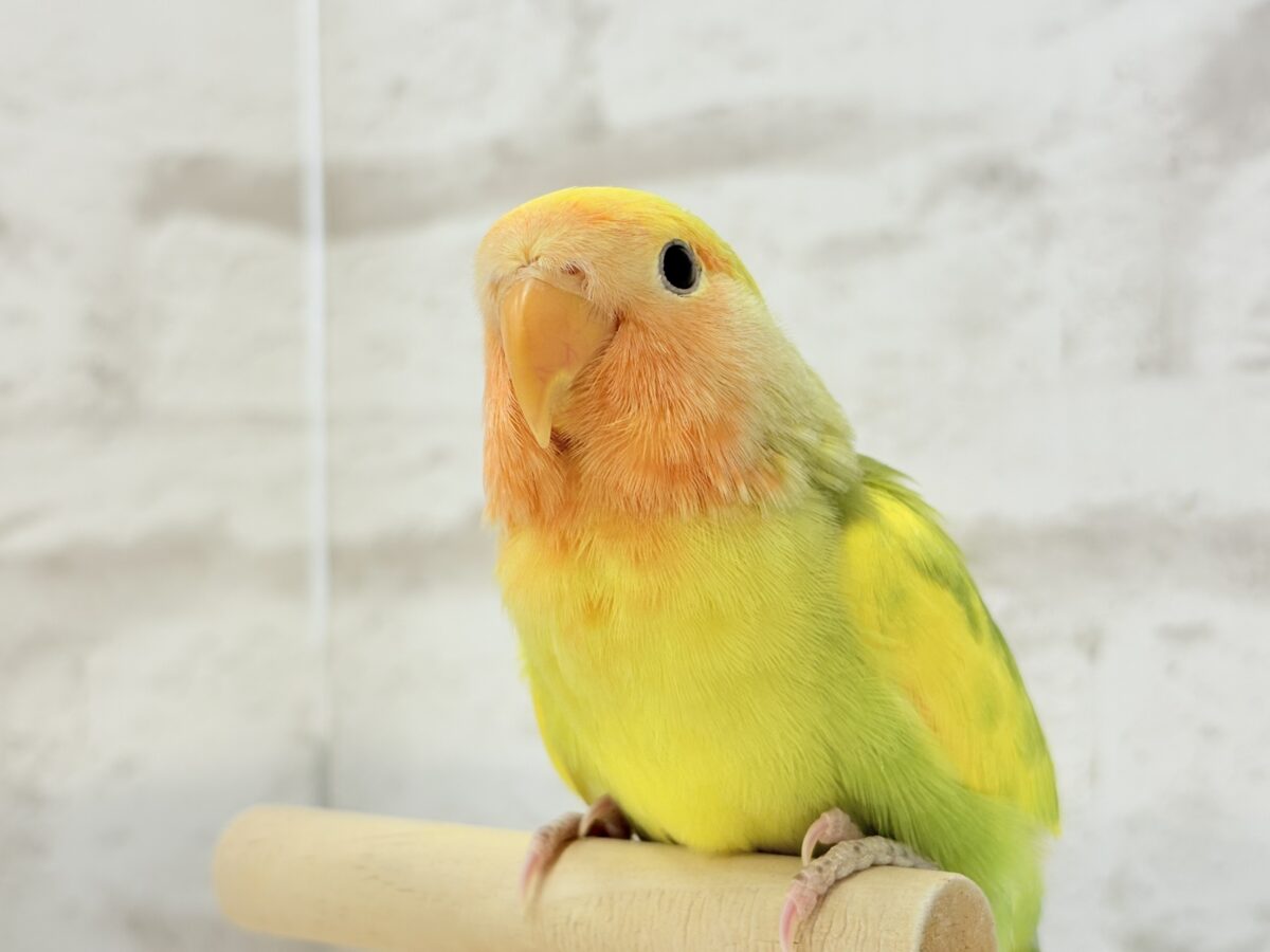 コザクラインコ（小桜インコ）