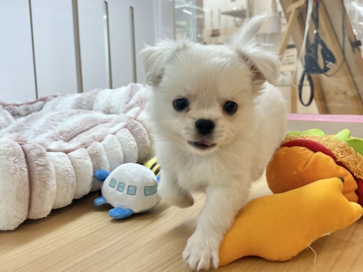チワペキ（ペキチー、ペキチワ）