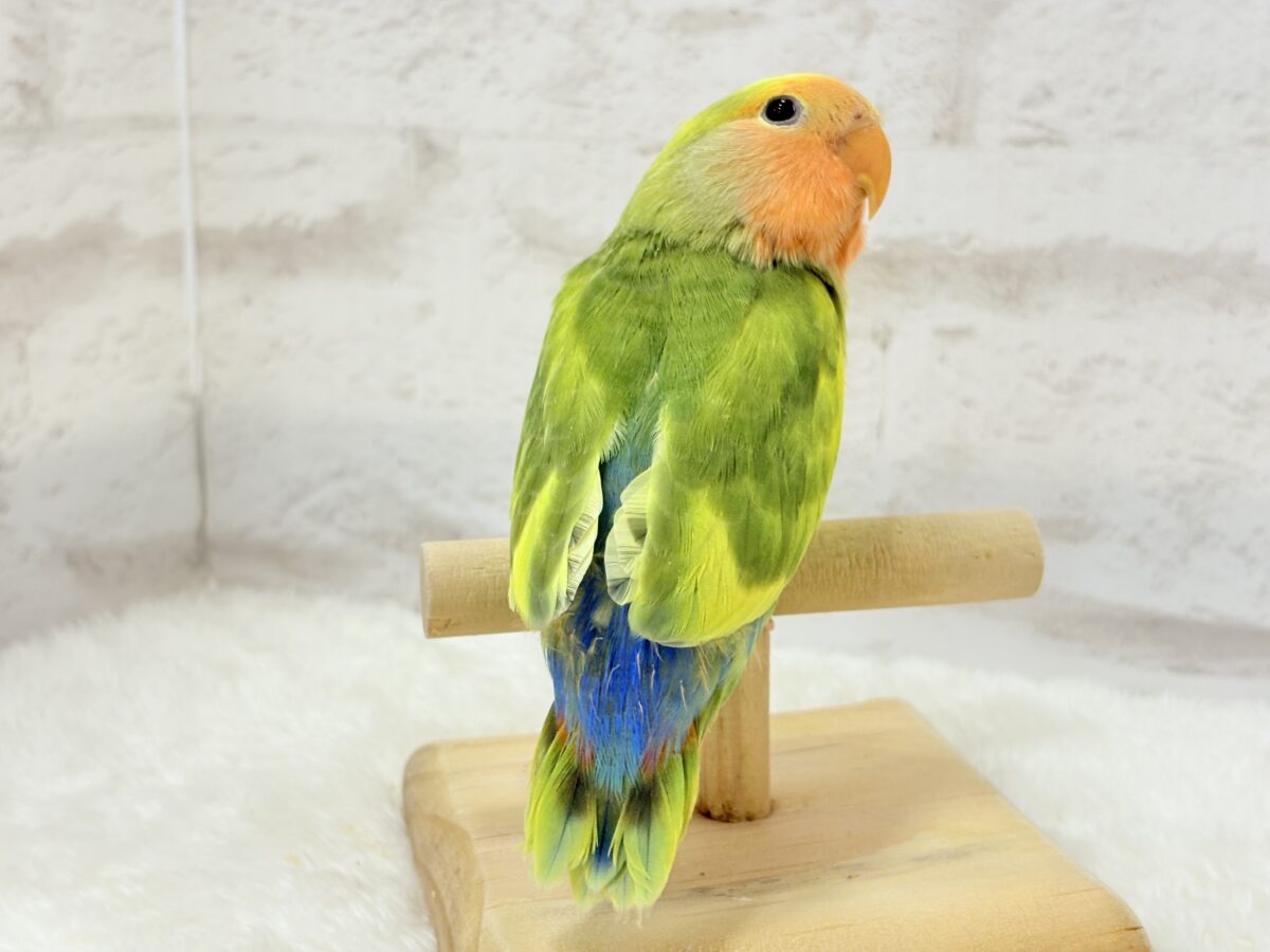 コザクラインコ（小桜インコ）
