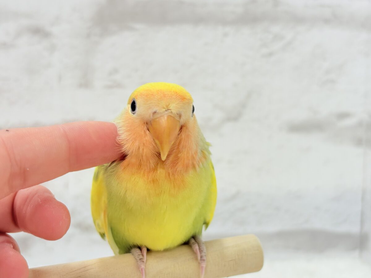 コザクラインコ（小桜インコ）