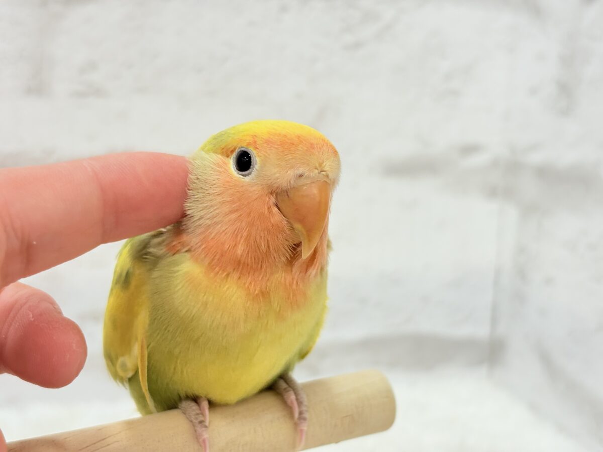 【最新画像・動画更新🪄】きゅるるんおめめのハッピーコザたん🐣💐コザクラインコ(タイガーチェリー) ヒナ コザクラインコ(小桜インコ)