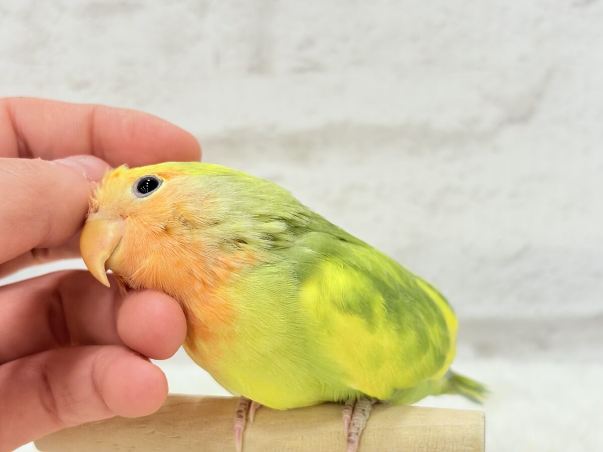 【最新画像・動画更新🪄】きゅるるんおめめのハッピーコザたん🐣💐コザクラインコ(タイガーチェリー) ヒナ コザクラインコ(小桜インコ)