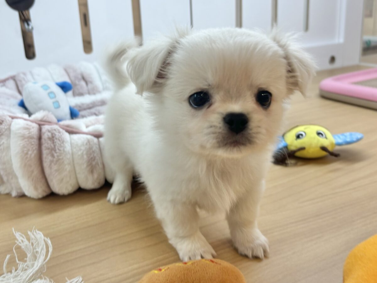 チワペキ（ペキチー、ペキチワ）