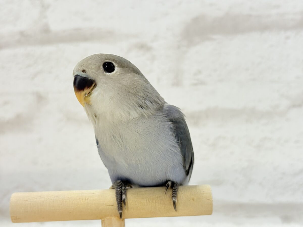 【最新画像更新🪄】甘々💖アイドルフェイス🐣🪅コザクラインコ(バイオレット) ヒナ コザクラインコ(小桜インコ)