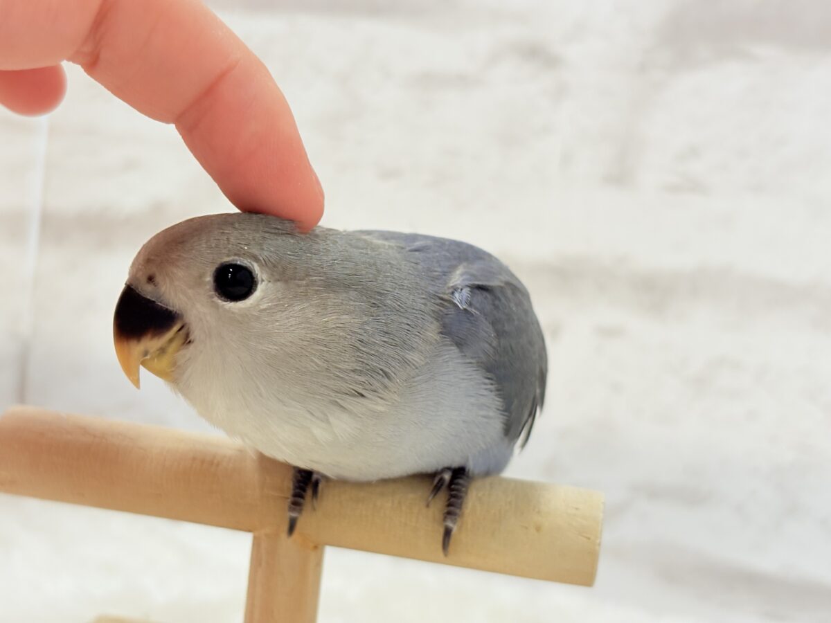 【最新画像更新🪄】甘々💖アイドルフェイス🐣🪅コザクラインコ(バイオレット) ヒナ コザクラインコ(小桜インコ)