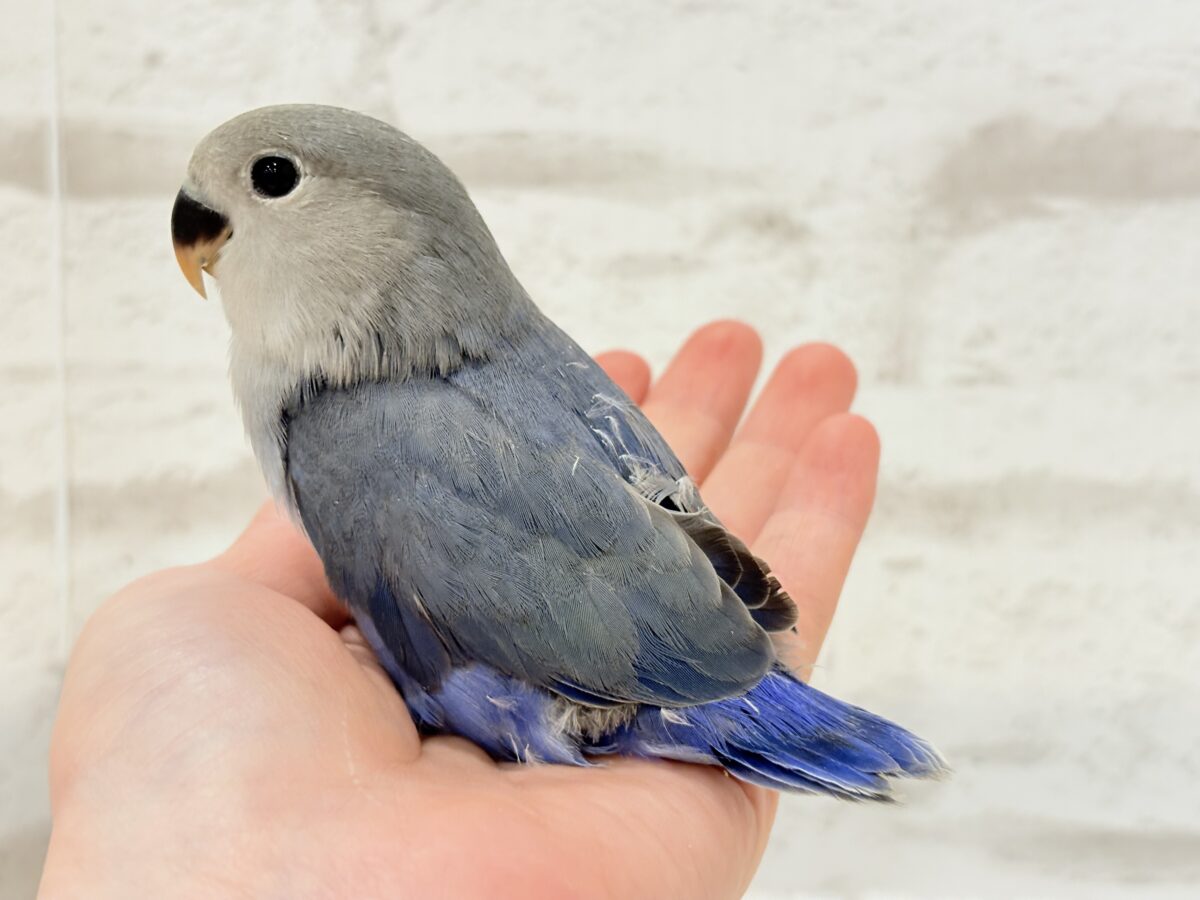 【最新画像更新🪄】甘々💖アイドルフェイス🐣🪅コザクラインコ(バイオレット) ヒナ コザクラインコ(小桜インコ)