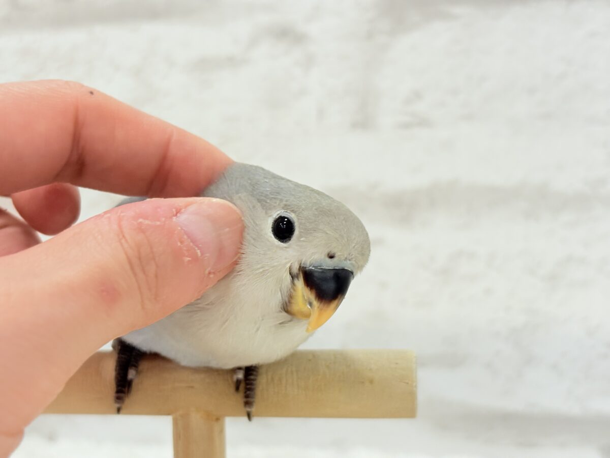 【最新画像更新🪄】甘々💖アイドルフェイス🐣🪅コザクラインコ(バイオレット) ヒナ コザクラインコ(小桜インコ)