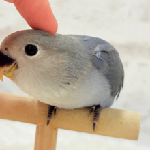 【最新画像更新🪄】甘々💖アイドルフェイス🐣🪅コザクラインコ(バイオレット) ヒナ