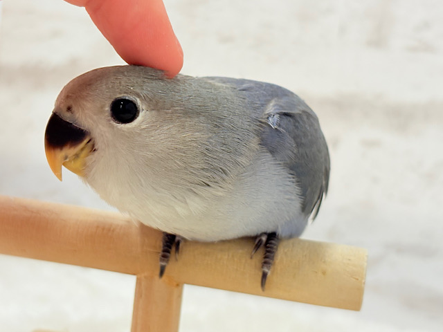 【最新画像更新🪄】甘々💖アイドルフェイス🐣🪅コザクラインコ(バイオレット) ヒナ 【最新画像更新🪄】甘々💖アイドルフェイス🐣🪅コザクラインコ(バイオレット) ヒナ