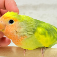 【最新画像更新🪄】きゅるるんおめめのハッピーコザたん🐣💐コザクラインコ(タイガーチェリー) ヒナ