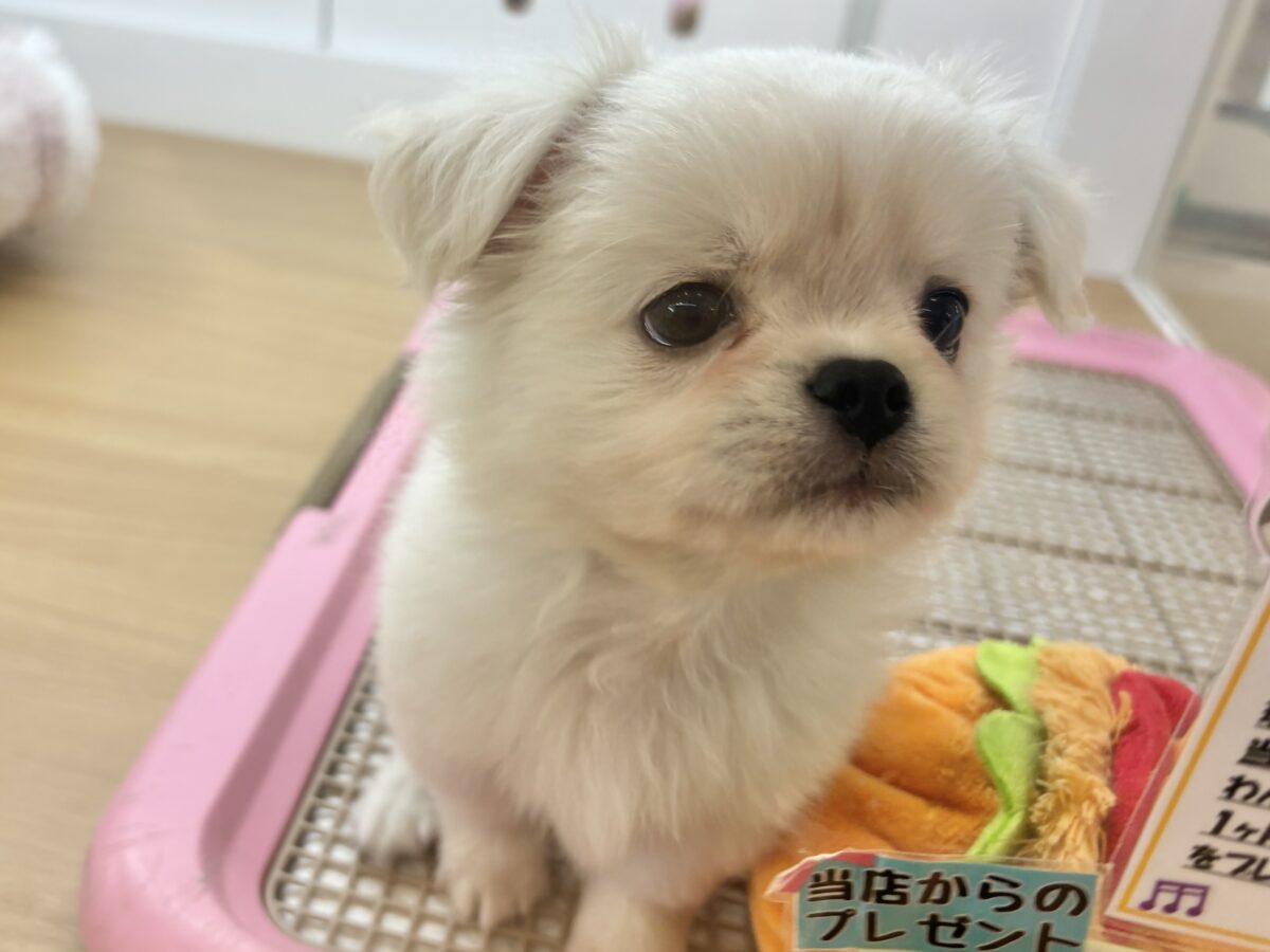チワペキ（ペキチー、ペキチワ）