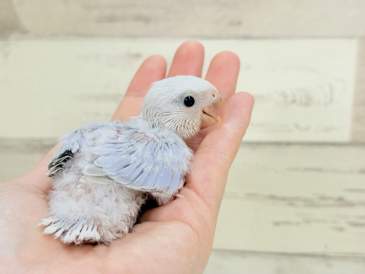 コザクラインコ（小桜インコ）