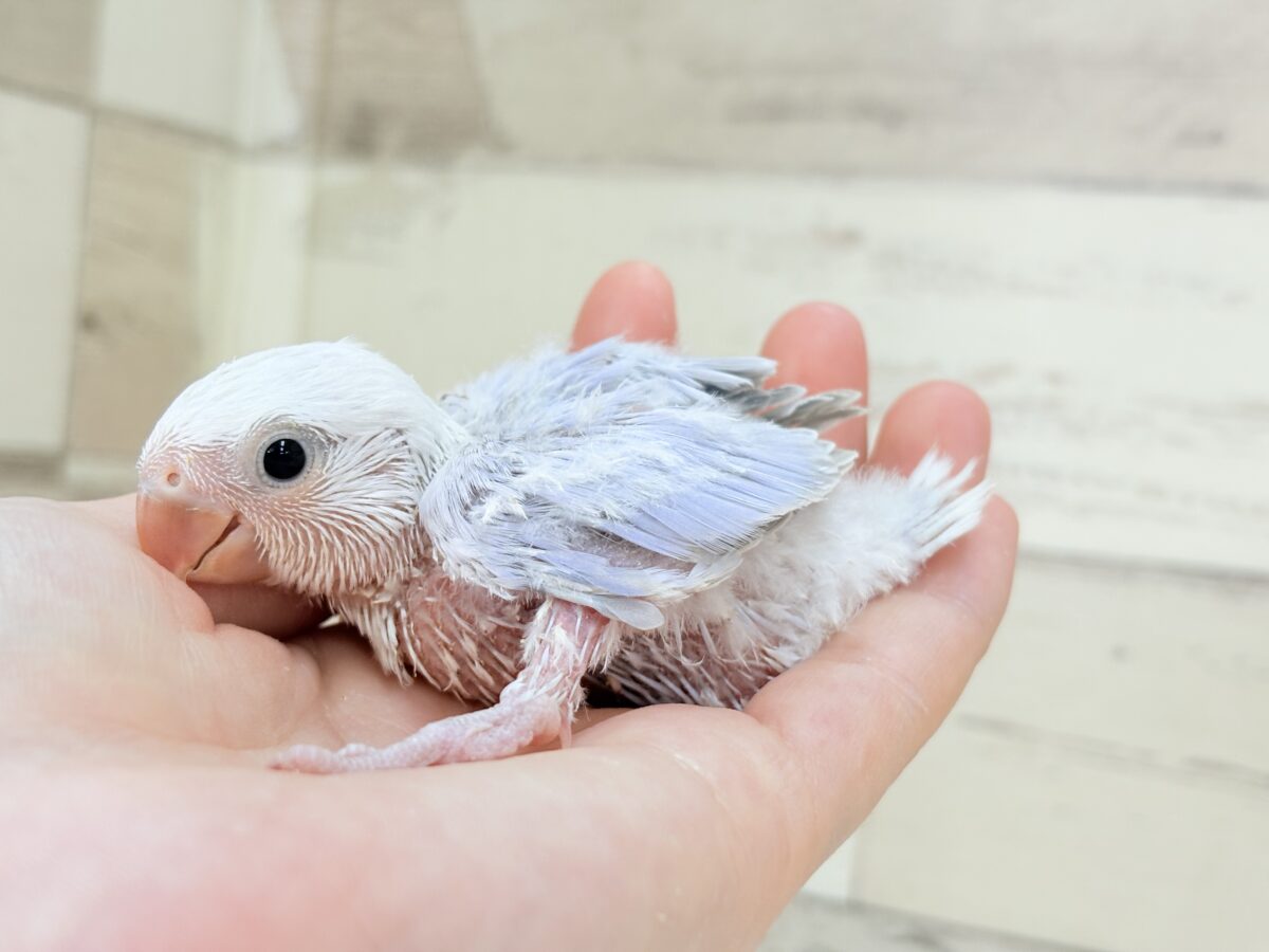 コザクラインコ（小桜インコ）