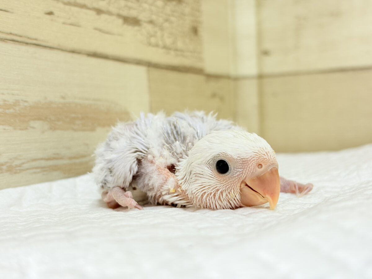 コザクラインコ（小桜インコ）