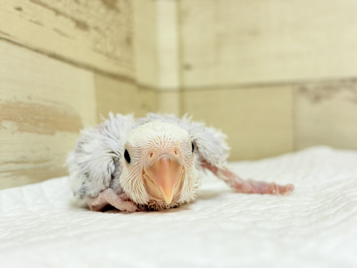 コザクラインコ（小桜インコ）