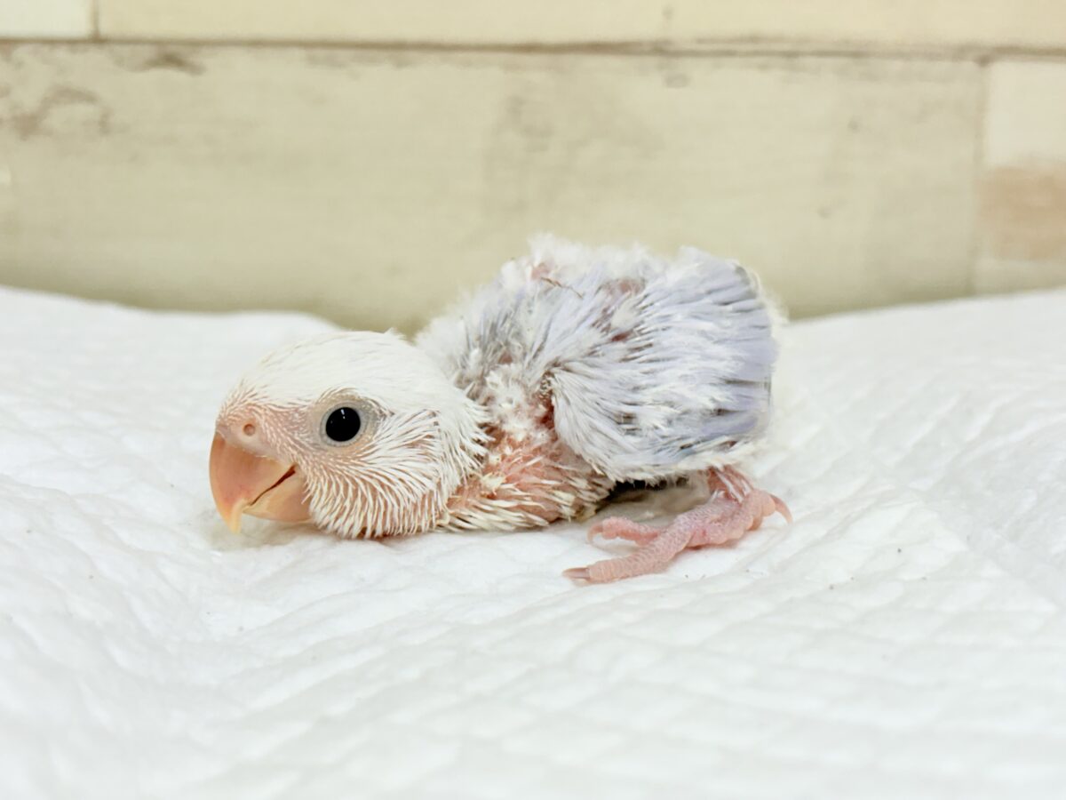 コザクラインコ（小桜インコ）