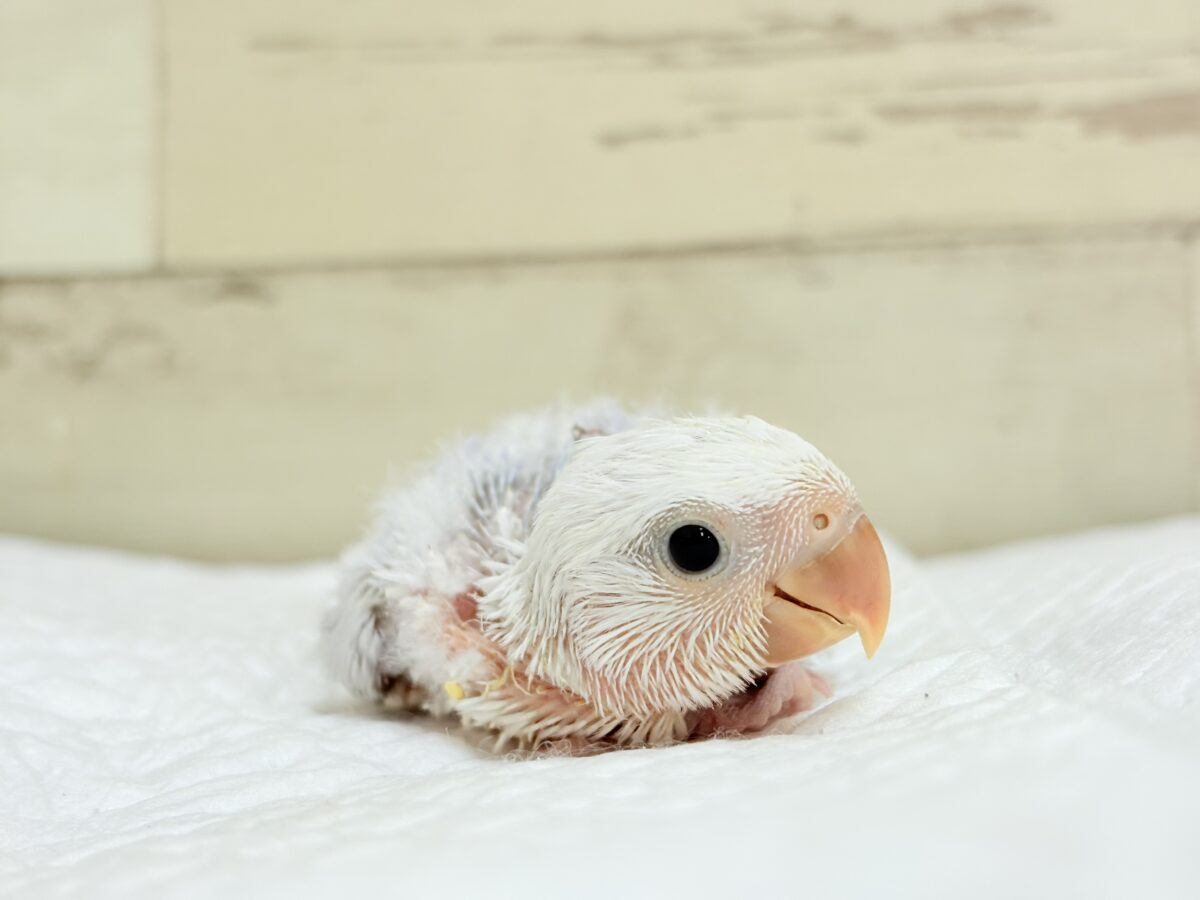 コザクラインコ（小桜インコ）