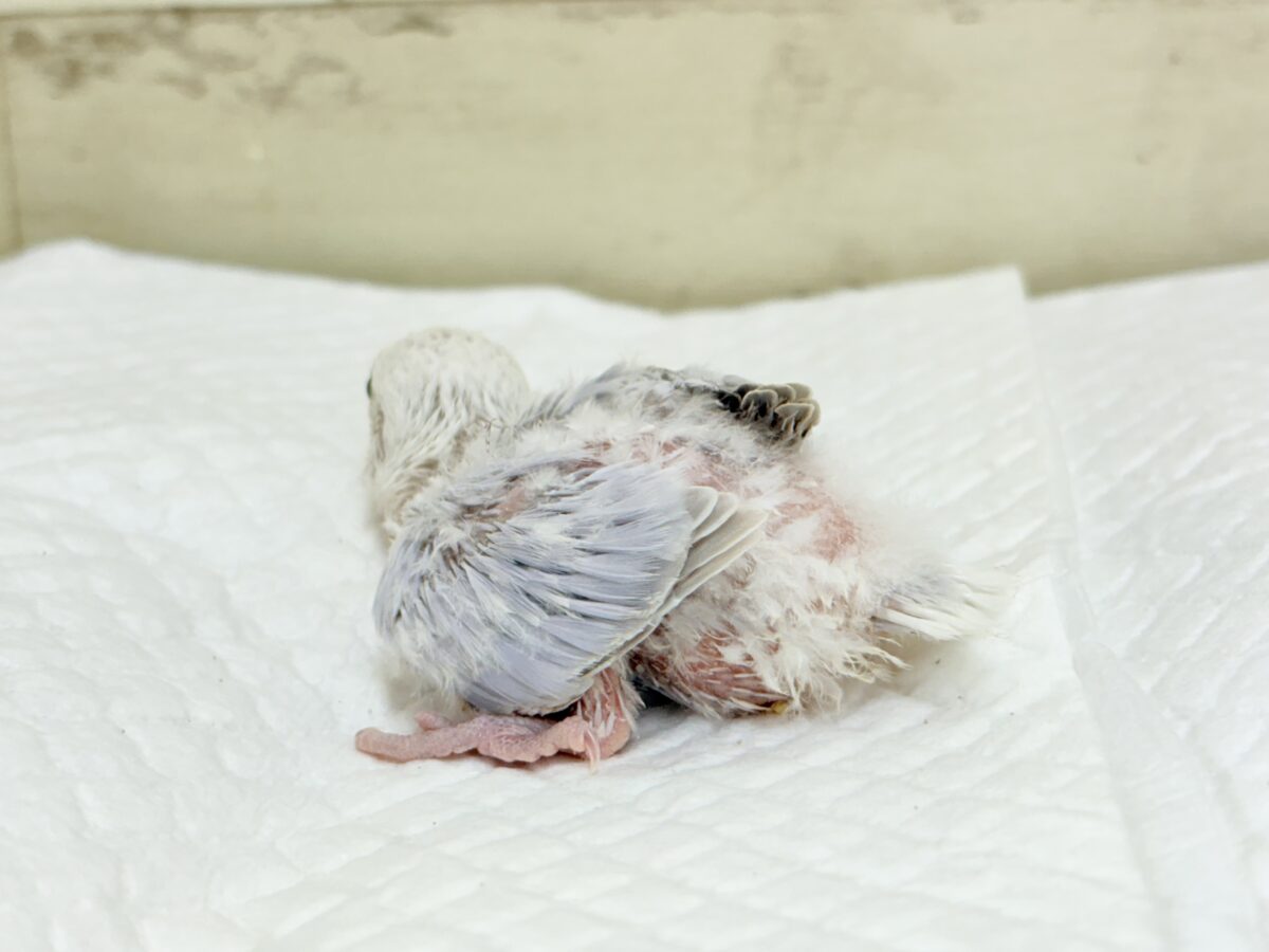 コザクラインコ（小桜インコ）