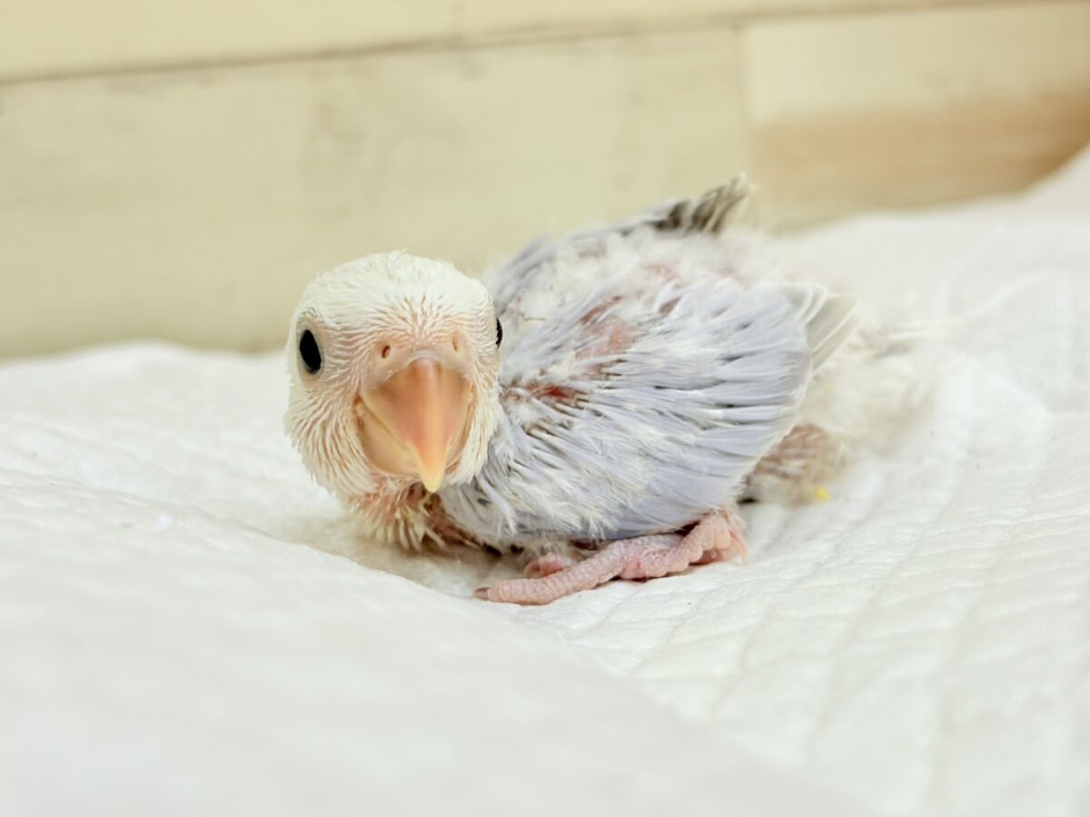 コザクラインコ（小桜インコ）