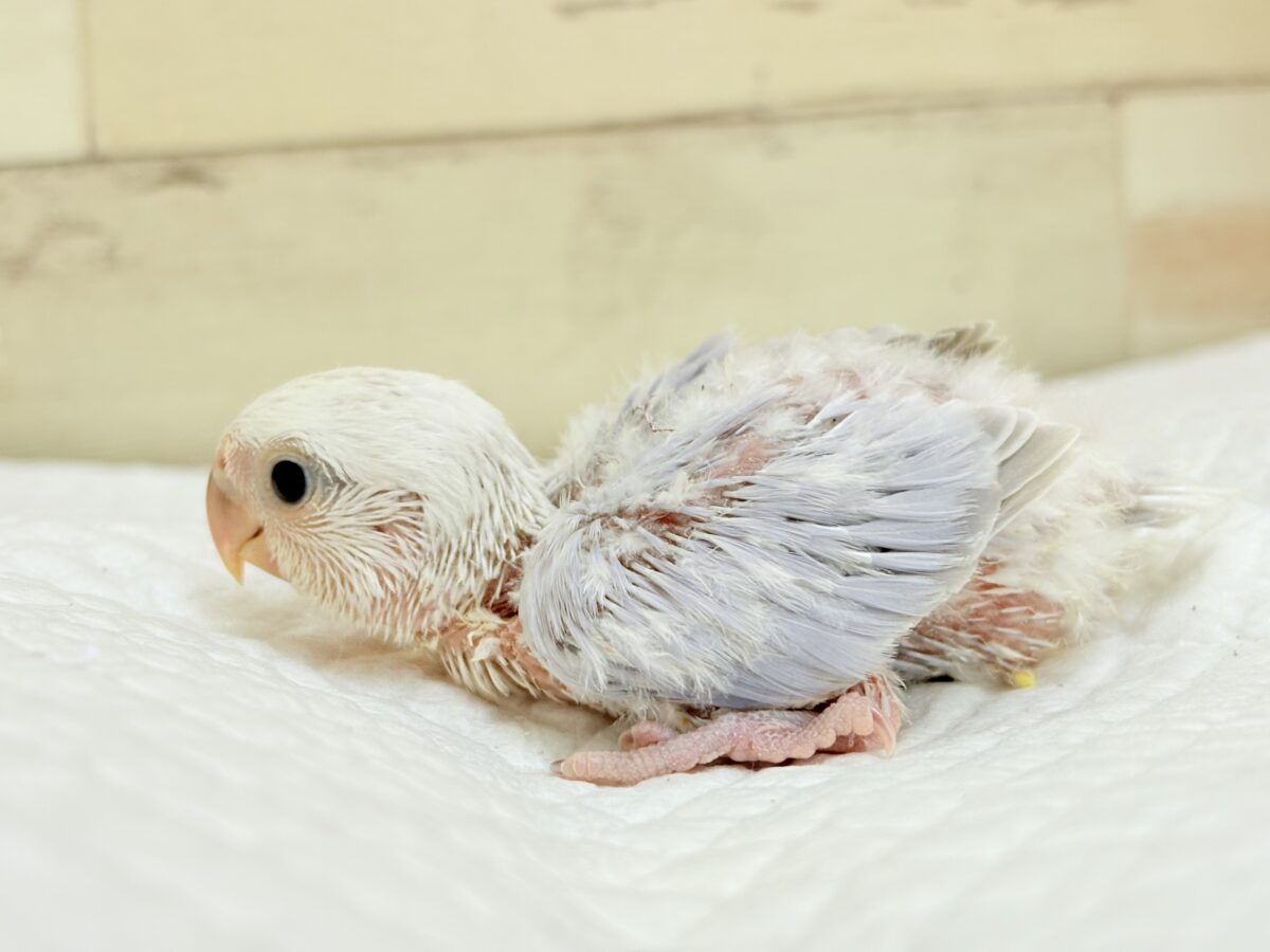 コザクラインコ（小桜インコ）