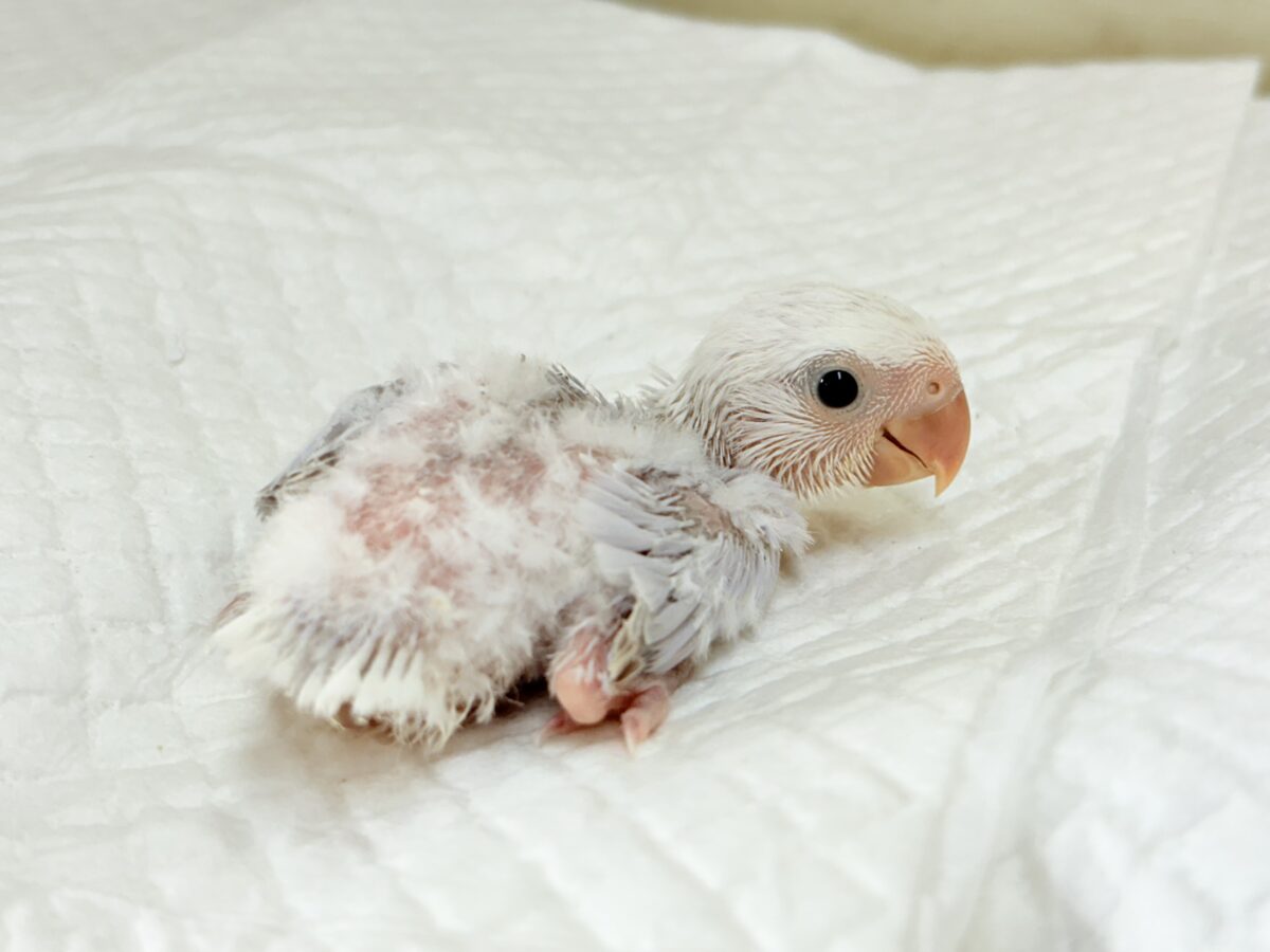 コザクラインコ（小桜インコ）