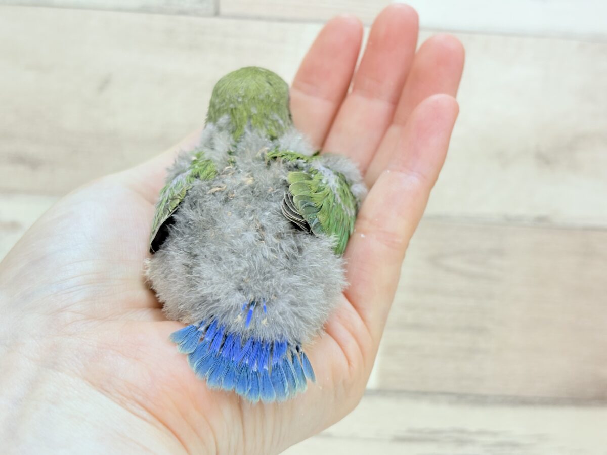 コザクラインコ（小桜インコ）